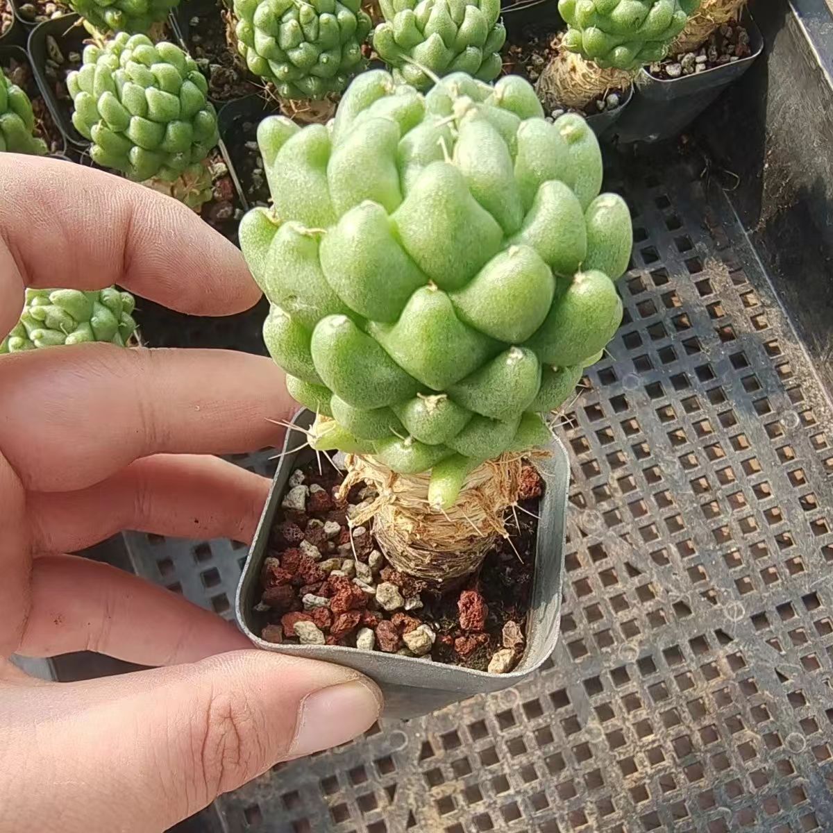 泰菊莲仙人球实生根多肉植物