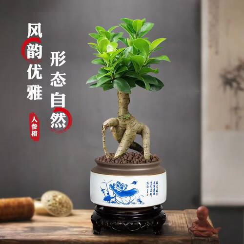 提根老桩榕树盆景办公室内桌面客厅绿植花卉四季常青盆栽好