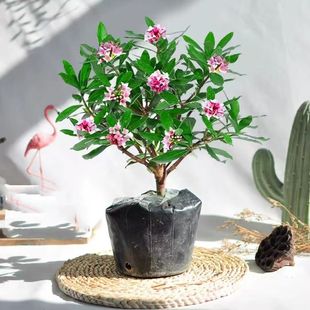 金边瑞香盆栽浓香型绿植花苞室内老装观花植物耐寒花卉年宵花