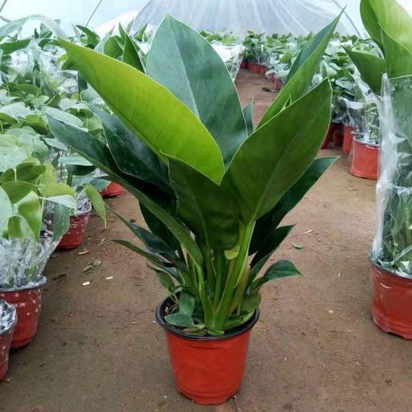 金钻绿植室内大型盆栽蔓绿绒绿植大叶长青客厅花卉植物盆景