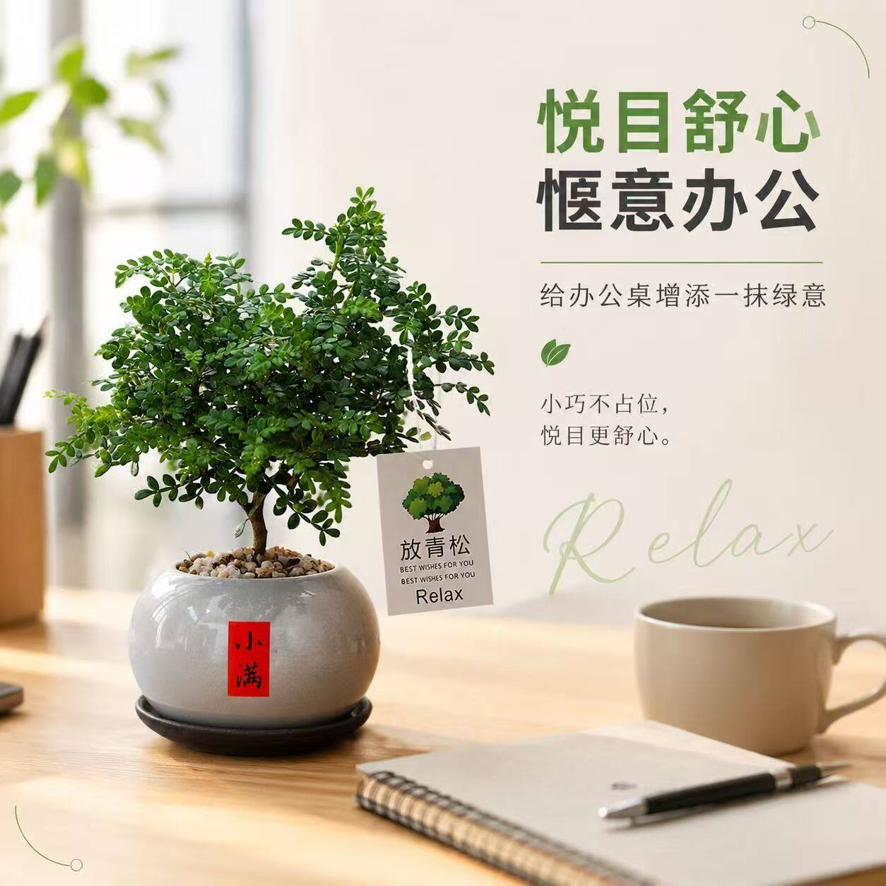 清香胡椒木盆栽室内驱蚊好养