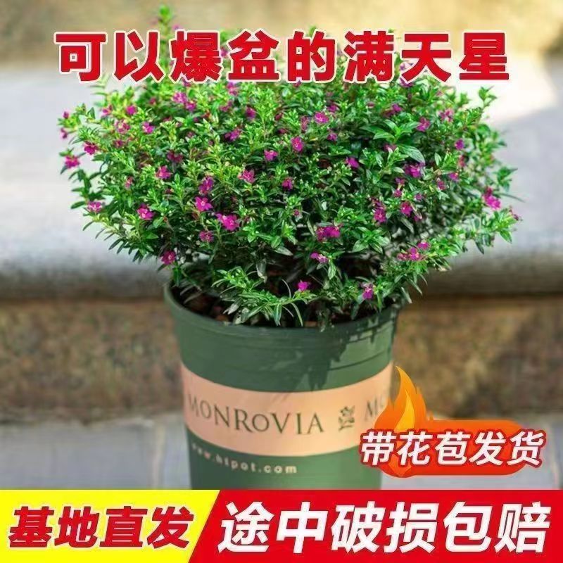 满天星盆栽花卉室内绿植盆景四季开花桌面开花植物带花苞阳台植物
