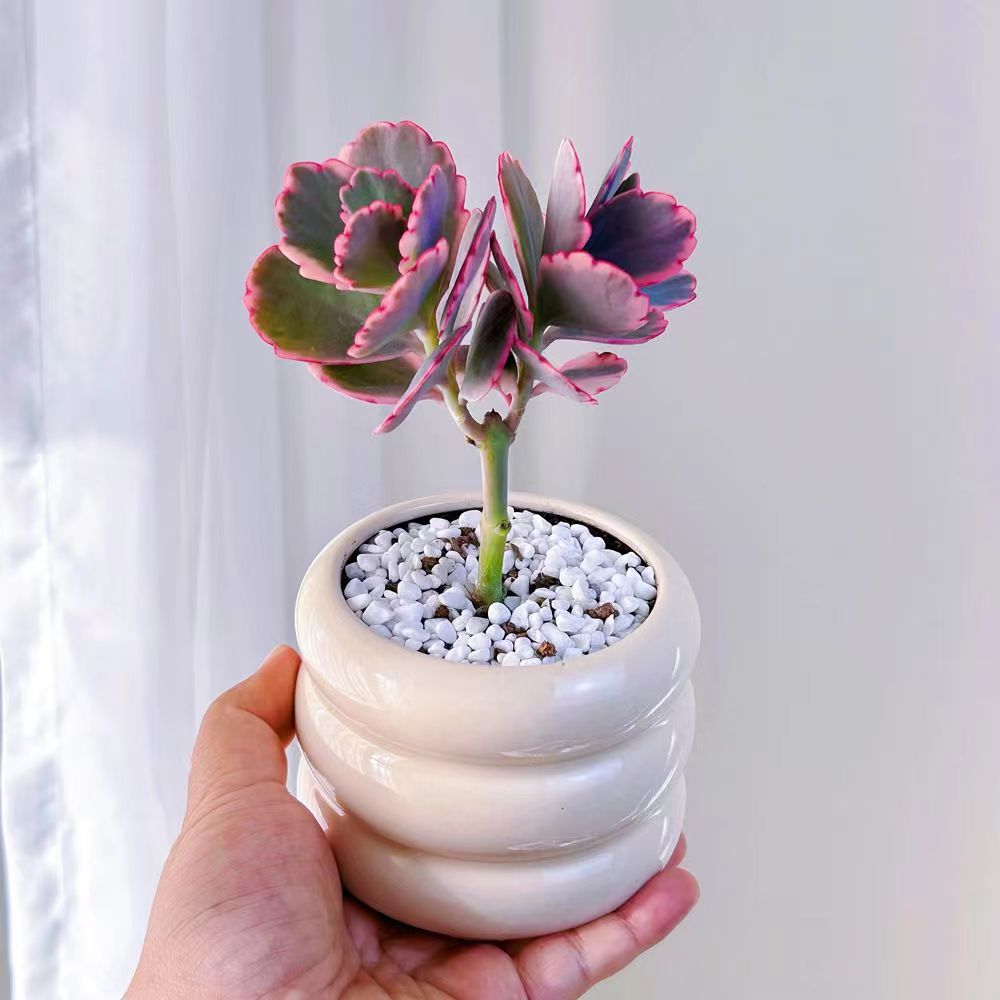 粉色蝴蝶之舞錦多頭多肉植物玉吊鐘老樁新手好養(yǎng)小盆栽高顏值綠植