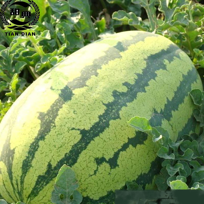 硒砂瓜香山西瓜新鮮西瓜新鮮水果沙瓤水分足特大25斤以上包郵包賠在類目 水產肉類/新鮮蔬果/熟食, 新鮮水果, 西瓜中 - 來自Buy2taobao.com提供專業的淘寶代購服務