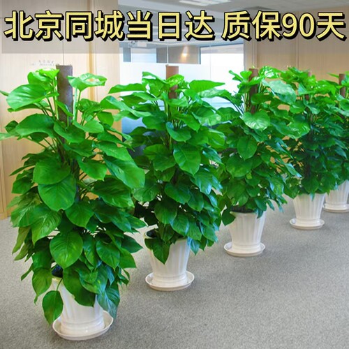 绽放四季绿萝大盆栽室内大叶绿萝柱净化空气办公室北京同城当日达 - 封面
