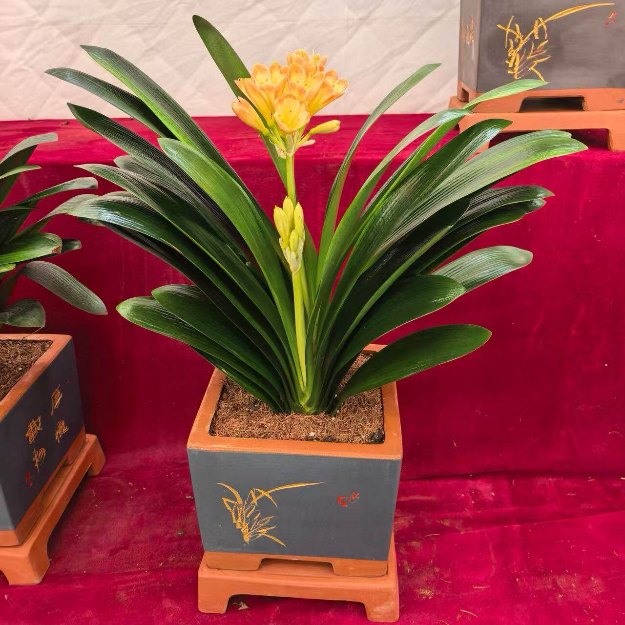 君子兰花卉盆栽带花苞顺丰包邮精品礼物乔迁盆栽室内桌面好养