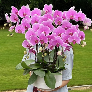 蝴蝶兰盆栽兰花带花客厅植物办公室绿植北京同城专车到