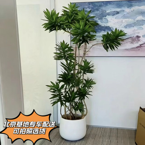 好养好看北欧风百合竹