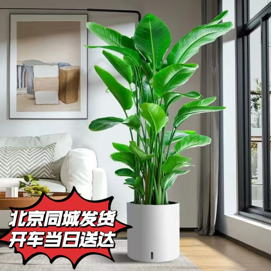 绽放四季天堂鸟大型绿植室内盆栽花卉办公室客厅北京同城送货