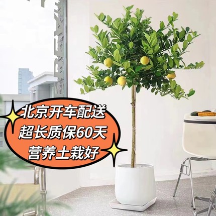 柠檬树盆栽香水柠檬带果开花办公室大型绿植阳台植物庭院户外盆栽