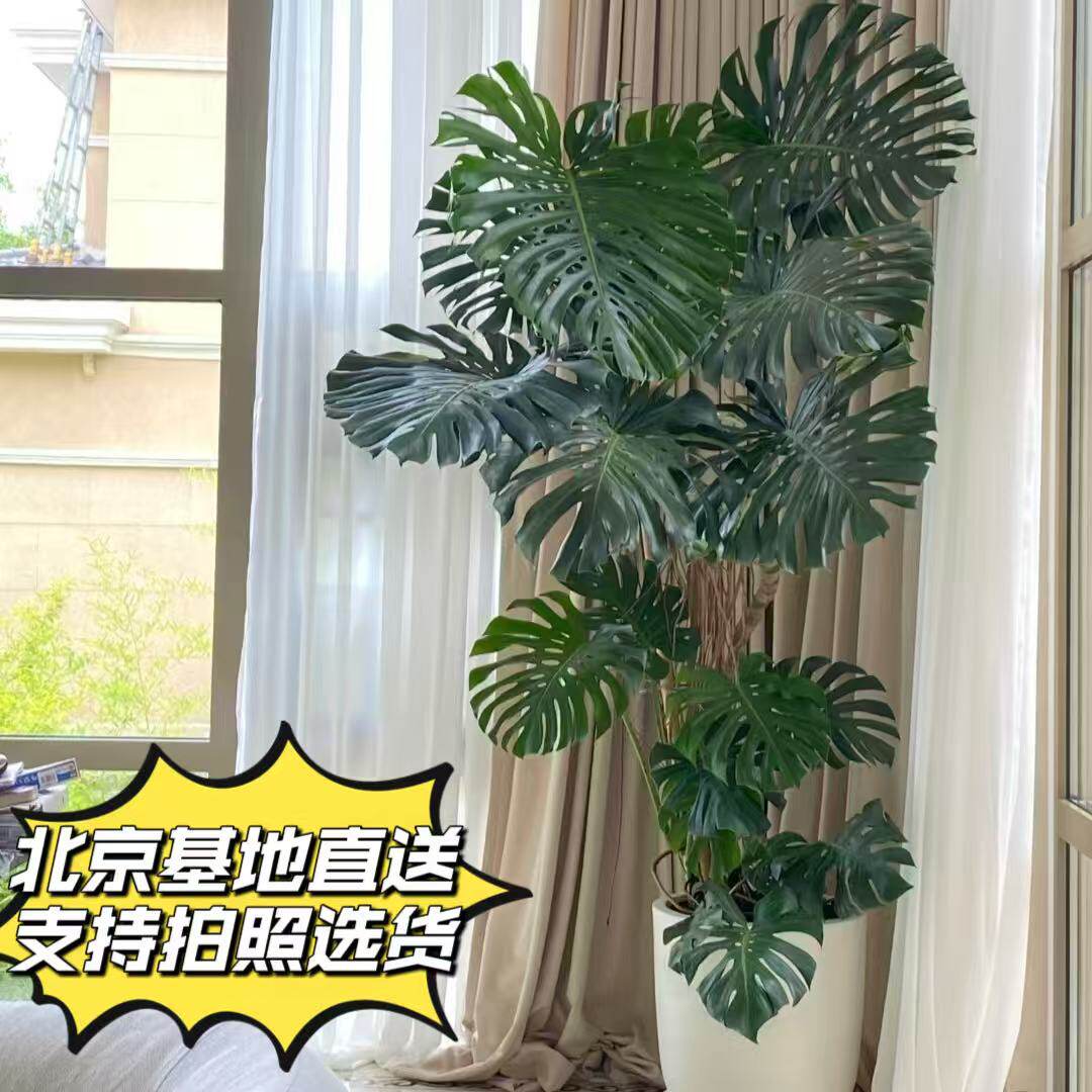 龟背竹网红北欧大型绿植净化空气