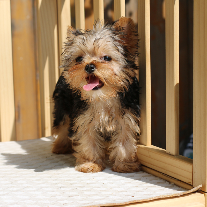 北京朝阳百子湾约克夏幼犬纯种茶杯犬狗金头银背雪白银未美容