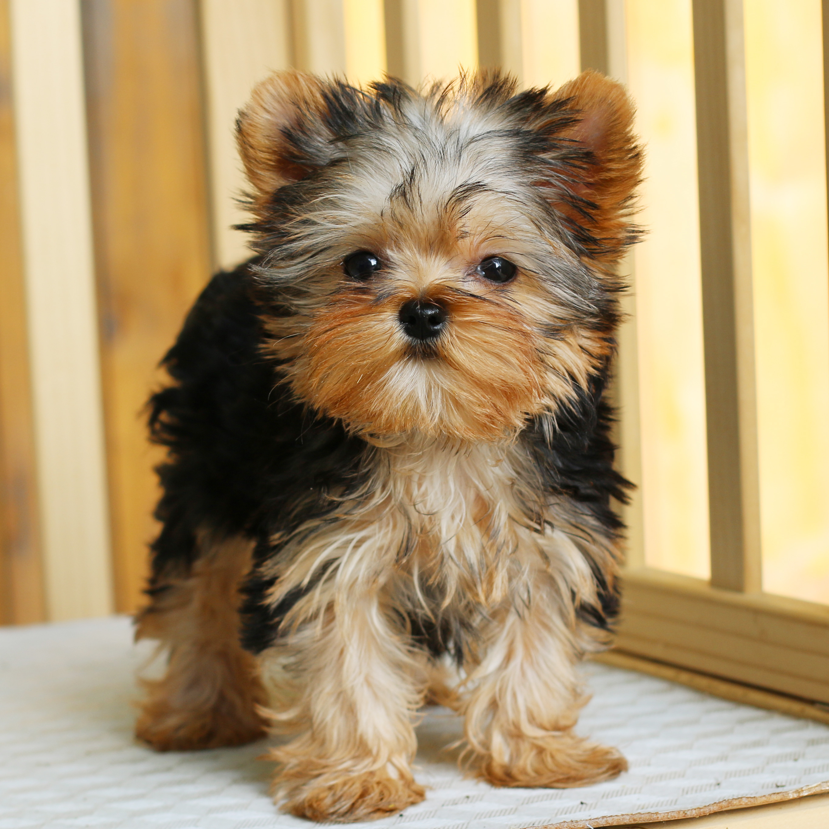 我们只繁育约克夏一个品种狗狗