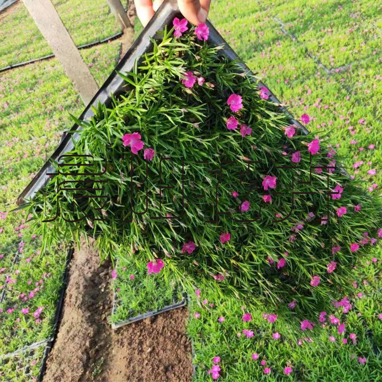 欧石竹花苗粉贝初吻庭院带花草坪常绿三季开花4-封面