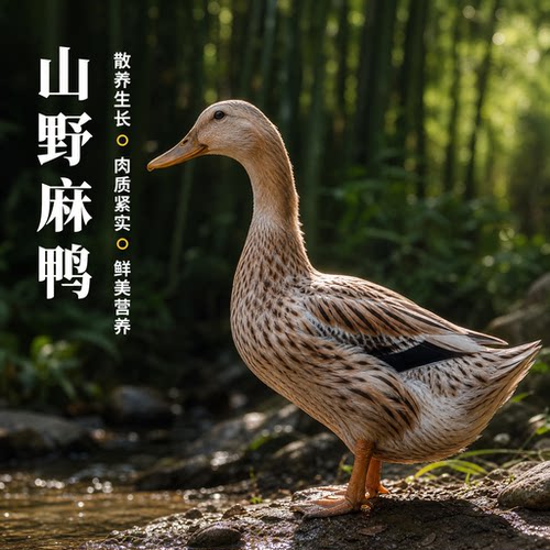 农家散养整只新鲜现杀麻鸭煲汤