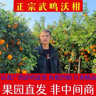 产地直发 包邮 广西正宗武鸣沃柑新鲜现摘现发当季 水果武鸣特产整箱
