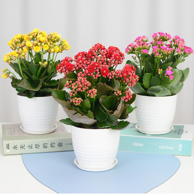 长寿花带花苞盆栽重瓣绿巴黎花苗多肉植物花卉吸甲醛四季开花包邮