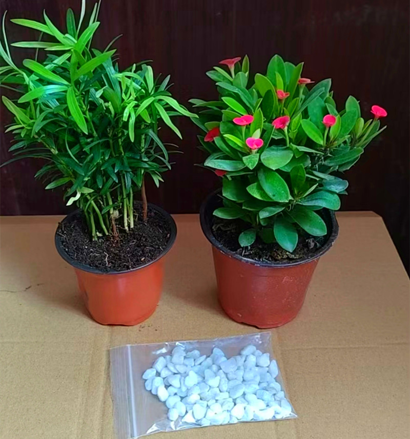 罗汉松苗罗汉松室内美观四季常青