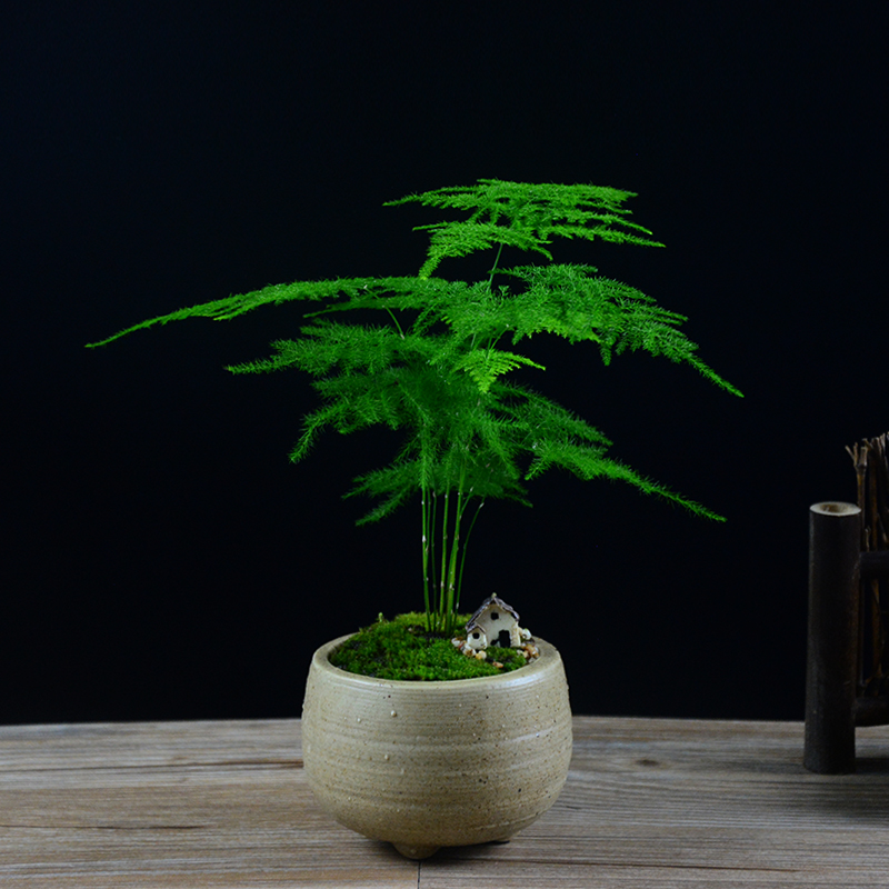 文竹盆栽绿植花卉盆景植物吸甲醛