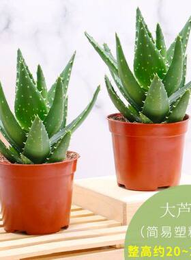 绿植水养美容四季常青芦荟盆栽