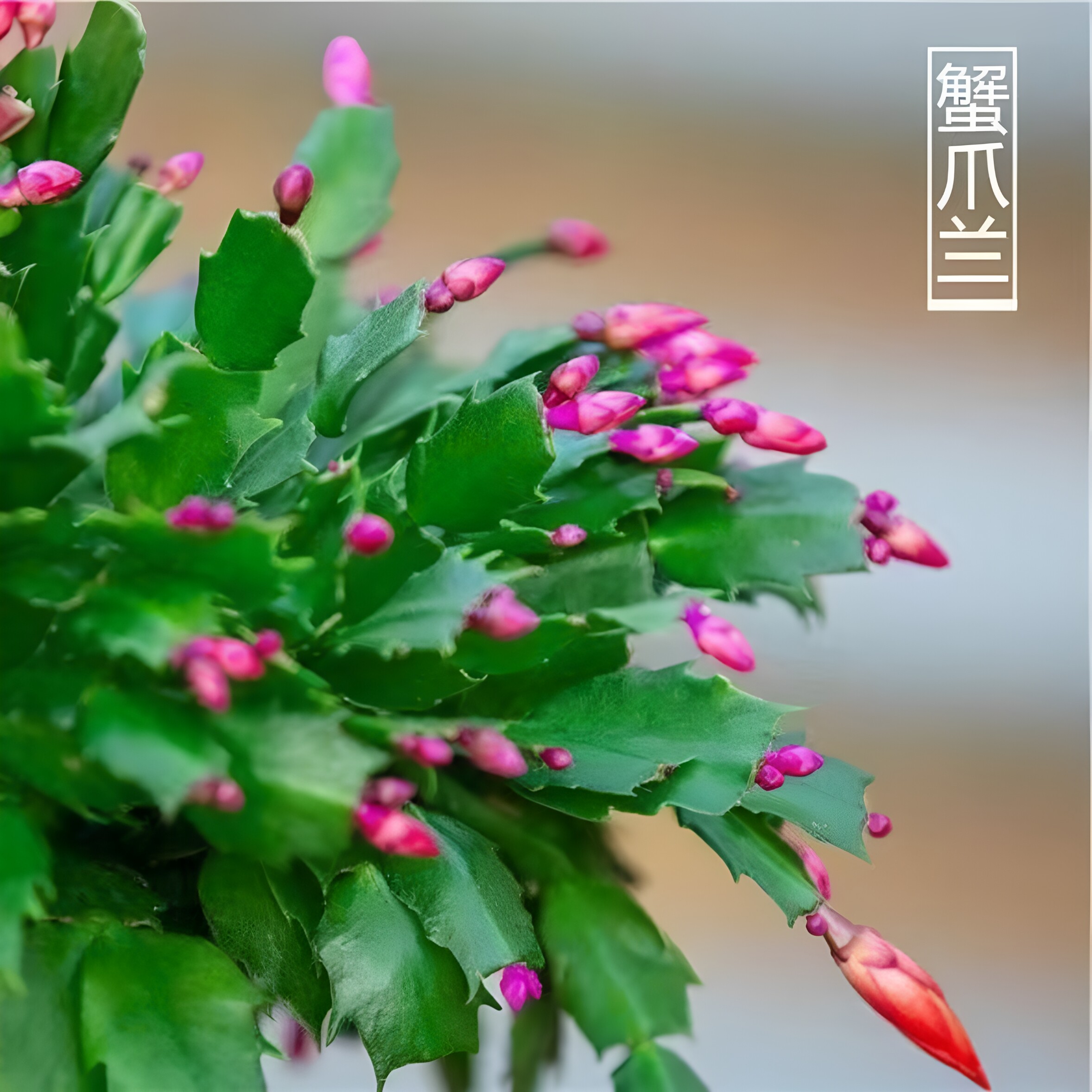 【带花苞精选】蟹爪兰多色盆栽四季家养花卉办公桌面庭院多肉绿植