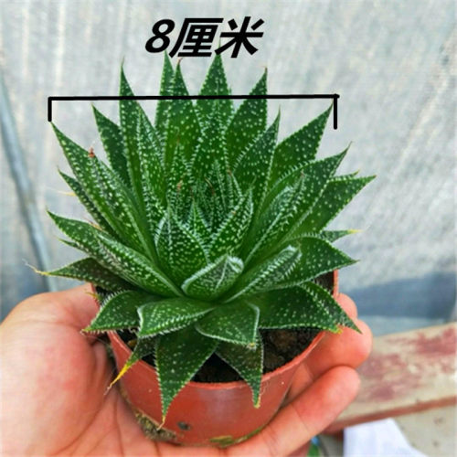 波露室内多肉植物波露多肉植物