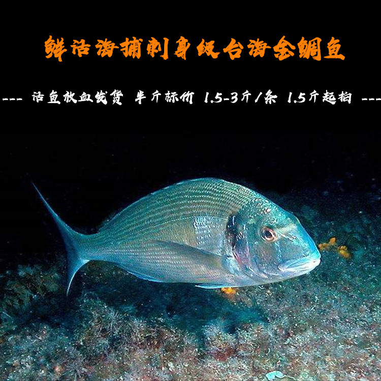 深海活鱼放血[半斤价]进口日料刺身海鲜【金鲷鱼】1.5斤起拍