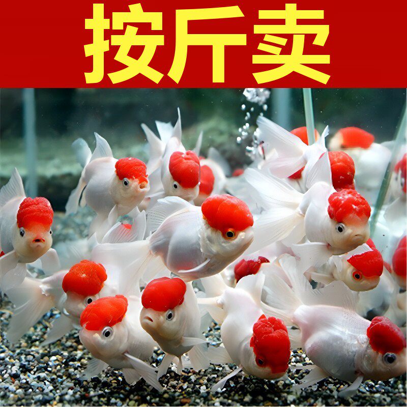 按斤卖红草金鱼活鱼锦鲤鱼活淡水冷水观赏鱼苗大小型耐活体热带鱼