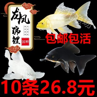 观赏鱼龙凤锦鲤活鱼长尾锦鲤活体蝴蝶鲤小型金鱼淡水冷水好养招财