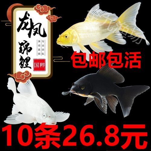 龙凤锦鲤鱼淡水观赏鱼苗草金鱼活