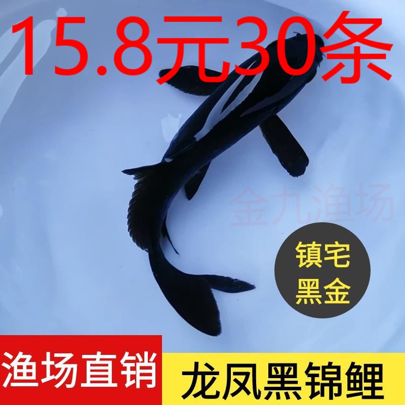 龙凤鲤锦鲤鱼冷水观赏鱼金鱼活鱼