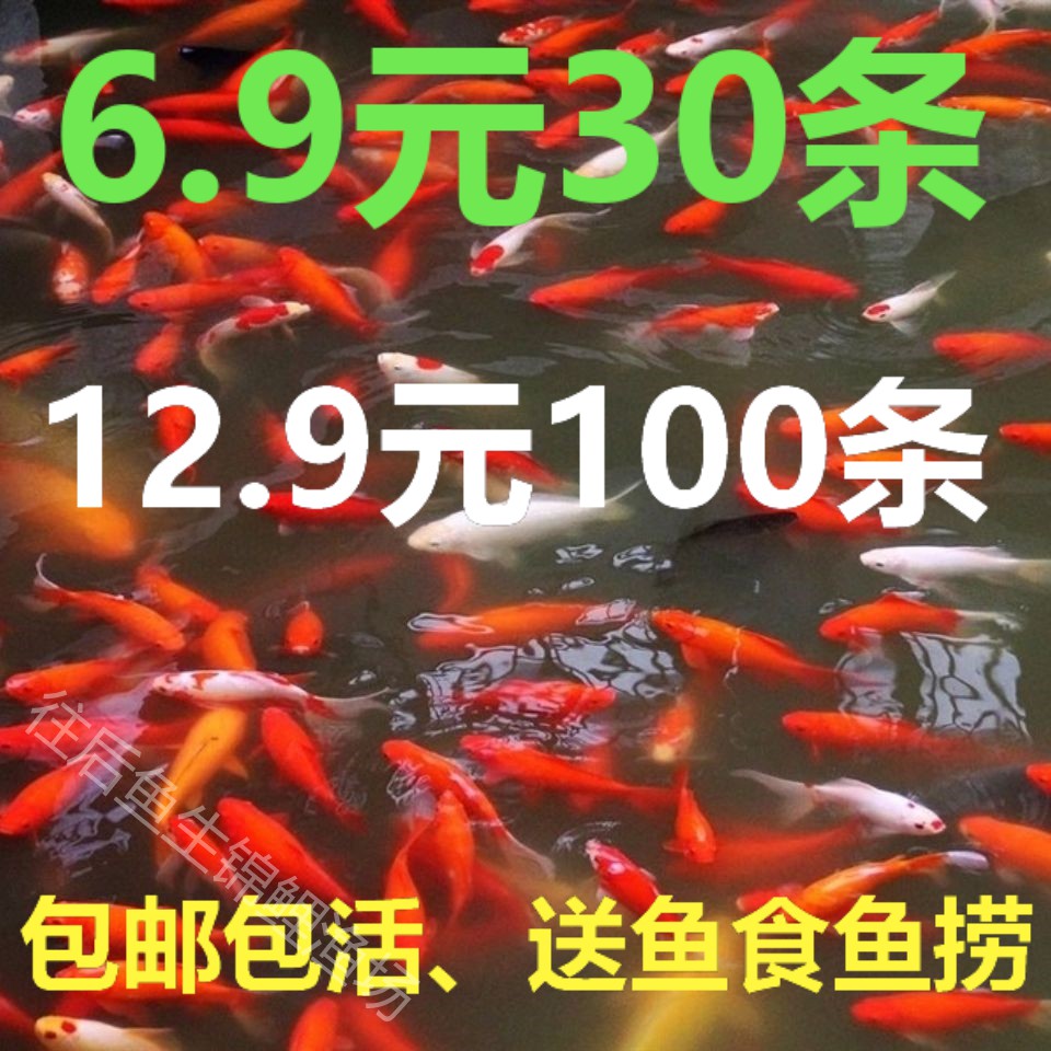 草金鱼活鱼小型鱼锦鲤鱼苗观赏鱼