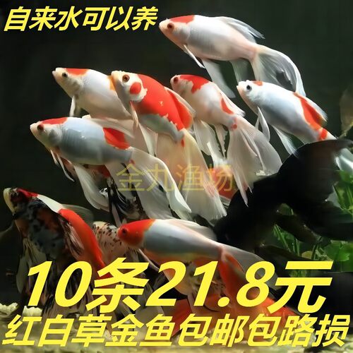 红白草金鱼苗冷水观赏鱼活鱼淡水锦鲤鱼饲料鱼冷水鹦鹉鱼耐活好养