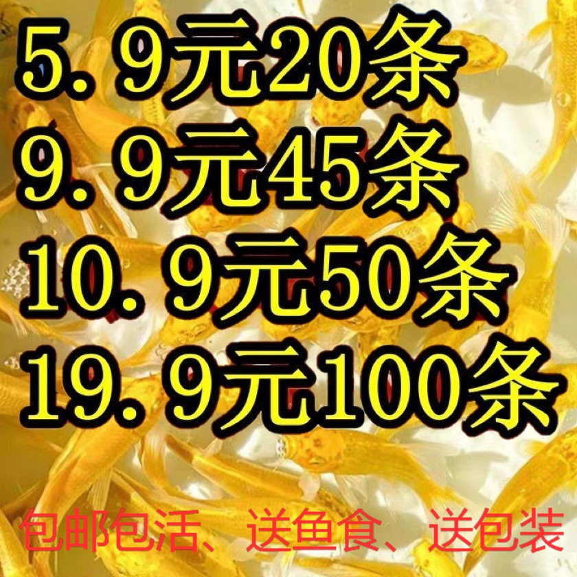 草金鱼活冷水观赏鱼渔场直发包活