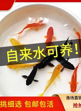 不用打氧的金鱼小金鱼好养耐活小鱼养不死自来水活鱼锦鲤宠物大全