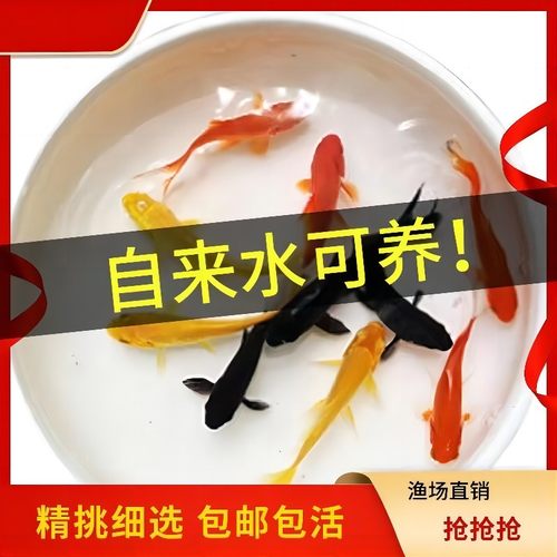 冷水观赏鱼苗草金鱼活鱼锦鲤鱼活