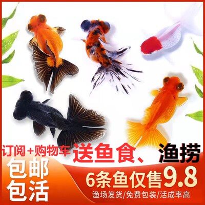金鱼活鱼淡水观赏鱼黄锦鲤鱼国狮