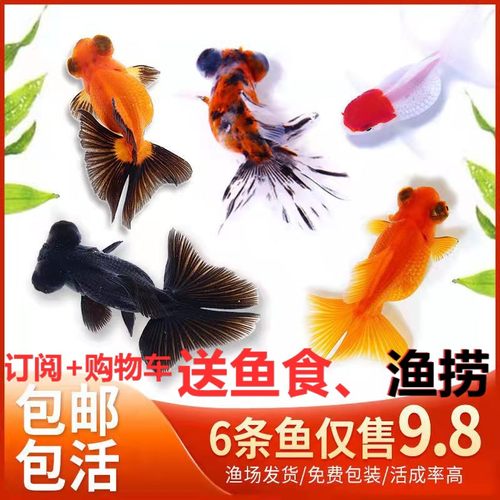 包邮包活金鱼活鱼锦鲤鱼红草金冷水观赏鱼苗兰寿泰狮国狮淡水小型