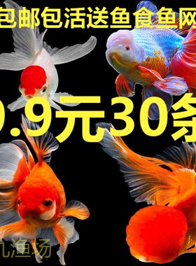 小金鱼活鱼冷水观赏鱼苗小锦鲤鱼淡水好养兰寿包邮泰狮国狮小型鱼