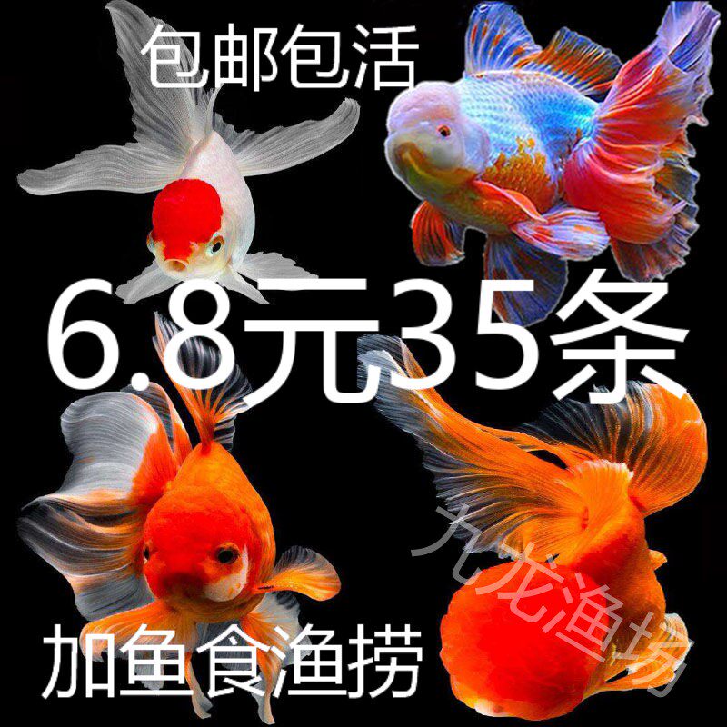 小金鱼活体小鱼活冷水鱼苗锦鲤鱼活热带鱼小型淡水观赏鱼苗风水鱼