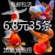 小金鱼活体小鱼活冷水鱼苗锦鲤鱼活热带鱼小型淡水观赏鱼苗风水鱼