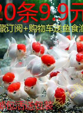 小金鱼活鱼冷水观赏鱼苗小锦鲤鱼淡水好养兰寿包邮泰狮国狮小型鱼