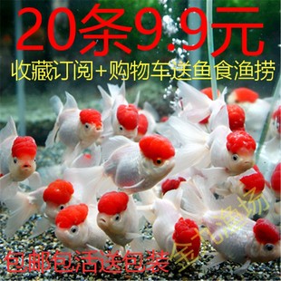 包邮包活红草金鱼活鱼锦鲤鱼金冷水观赏鱼苗淡水鱼小型鱼龙睛国狮