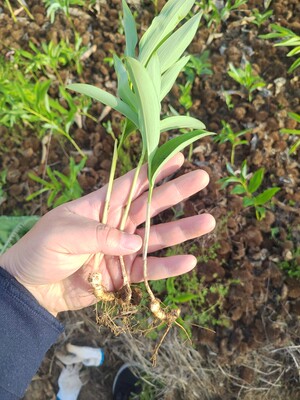 大别山玉竹苗中药玉竹根茎金寨玉竹种子花卉绿植盆栽