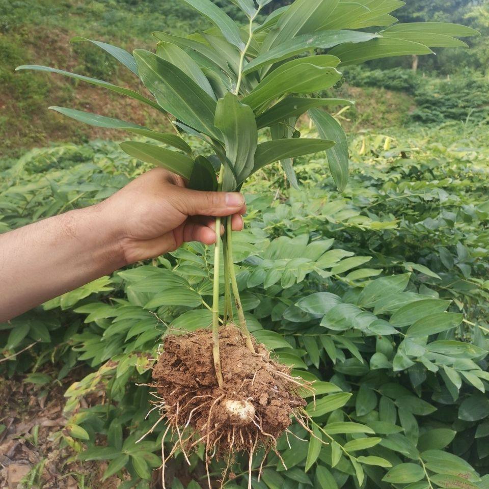 大别山多花黄精盆景苗姜形老虎姜黄精倒苗100棵 花卉盆栽绿植