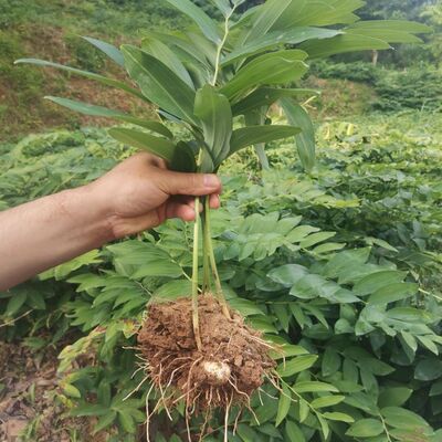 大别山多花黄精盆景苗姜形老虎姜黄精倒苗100棵 花卉盆栽绿植