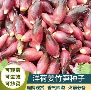 种植xj 洋荷芽种子 家庭阳台小院盆栽地栽四季