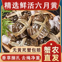 鲜活蟹六月黄螃蟹洪泽湖大闸蟹壳薄肉嫩满黄江苏水产去绳净重礼盒