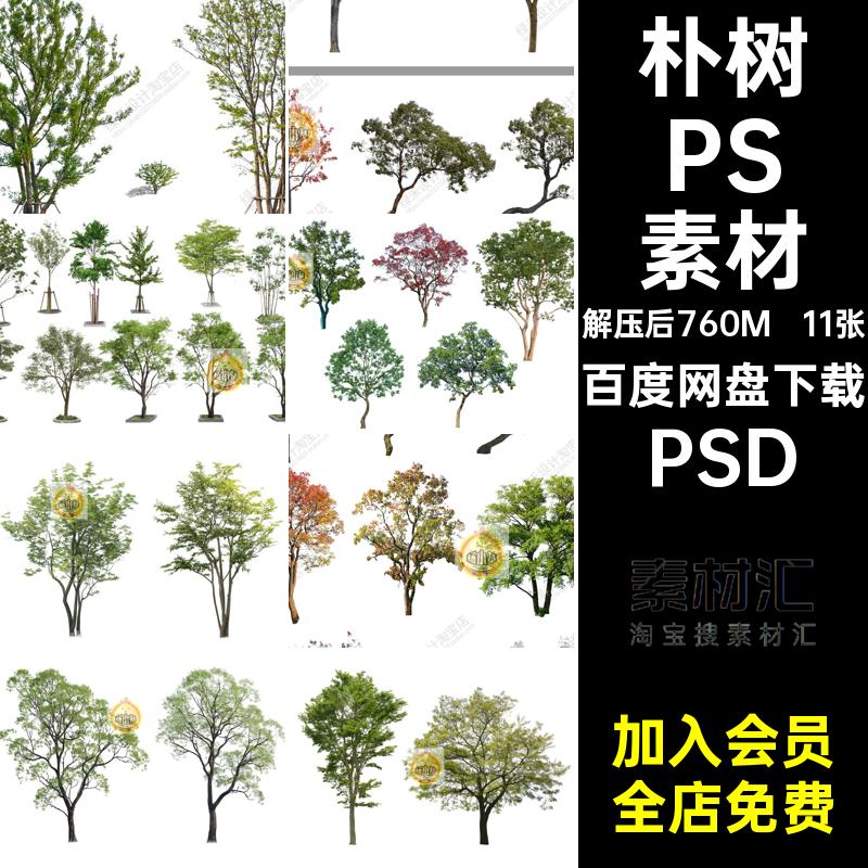 乔木PSD素材PSDpsd11张效果图立面后期园林独景丛生朴树景观植物