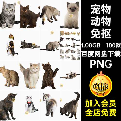 180款小猫透明图片猫宠PNG素材抠宠物猫背景小奶免爱猫咪动
